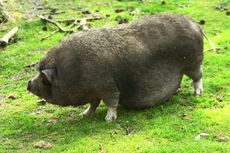 Hängebauchschwein-7995.jpg